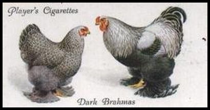 4 Dark Brahmas